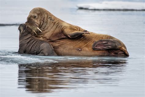 Walrus Mother And Calf In Svalbard Randningali Flickr