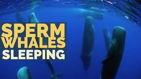 Sperm Whales Sleeping Sleep Of The Giants Youtube