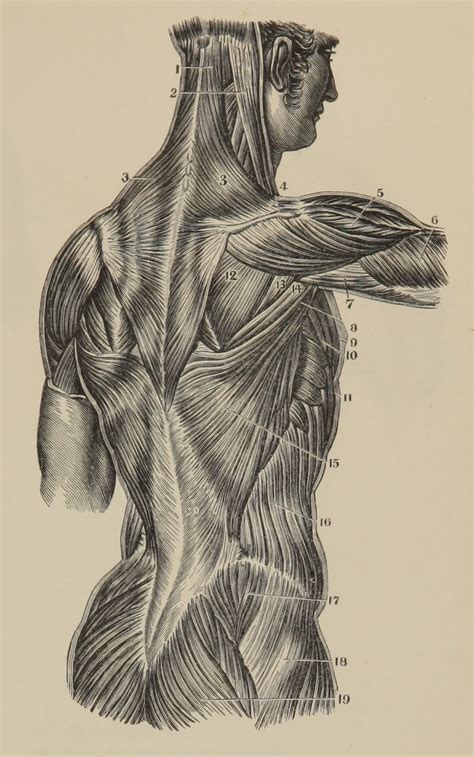 Via Dulcisdomus Anatomical Illustrators Human Body