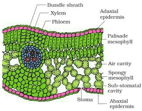 Draw A Neat Labeled Diagram Of T S Of Dicot Leaf Sexiz Pix