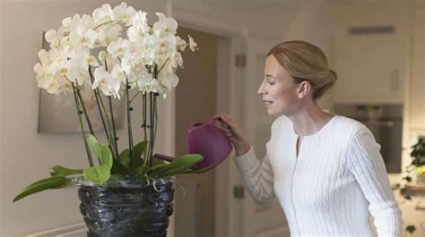 Hvordan Vanne En Orkide Hvordan Vanne Det Riktig Under Blomstringen Hjemme Hvor Ofte B R Du