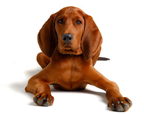 Redbone coonhound puppies for sale. Everything about your Redbone Coonhound - LUV My dogs
