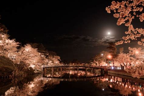 日本三大夜桜！ 約4000本の桜を日本三大夜城の一つで堪能できる「高田城址公園観桜会」が26日から開催 車と旅のwebメディア