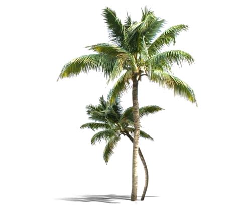 Long Coconut Tree Png Download Image Png All Png All