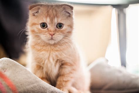 Small Red Scottish Fold Cat On The Bed Wallpapers And