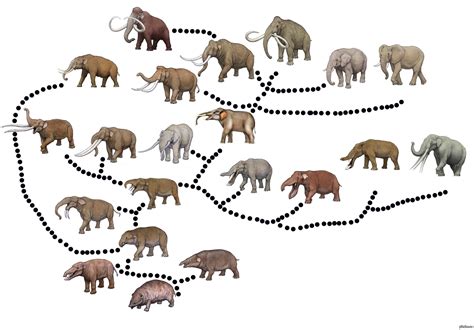 Blog De La Vida Prehistórica Evolución Biológica