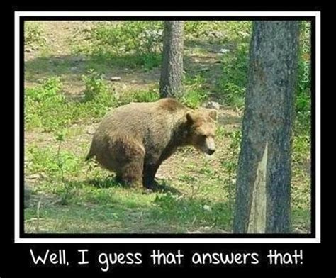 Funny Bear Pictures Dump A Day