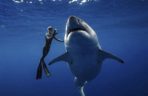Great White Shark Attack Risk As Deep Blue Spotted In Hawaii Daily Star