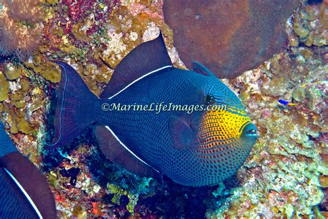 Triggerfish Black Durgon Melichthys Niger 5 Marine Life Images