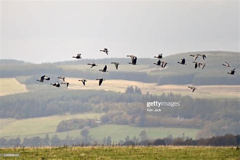Pink Footed Geese At Rspb Loch Leven Nature Reserve With Autumn Bird