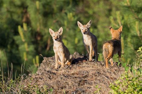 Coydog History Temperament Care Training Feeding And Pictures