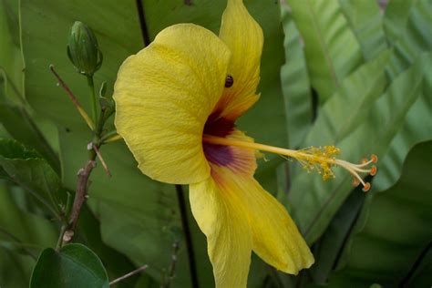 Kulit batang pokok bunga raya tidak melibatkan kos yang tinggi. 10+ Gambar Bunga Raya Kuning - Gambar Bunga Indah