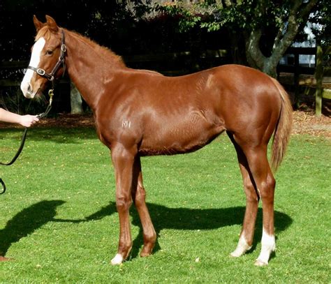 Lot 37 National Weanling Broodmare And Mixed Bloodstock Sale New