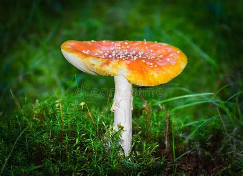 Colorful Mushroom On The Forest Ground Poisonous Mushroom Toadstool