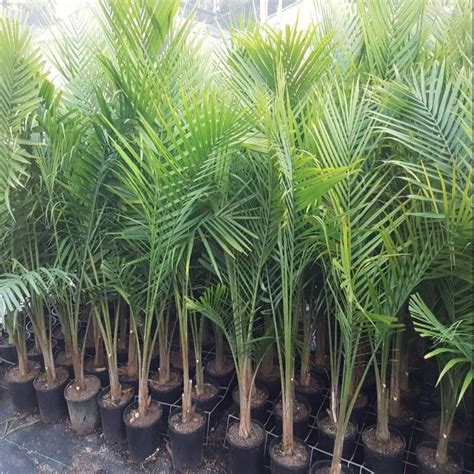 Ravenea Rivularis Majestic Palm The Australian Plant Shop