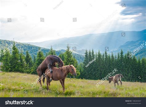 680 Imagens De Horse Sex Imagens Fotos Stock E Vetores Shutterstock