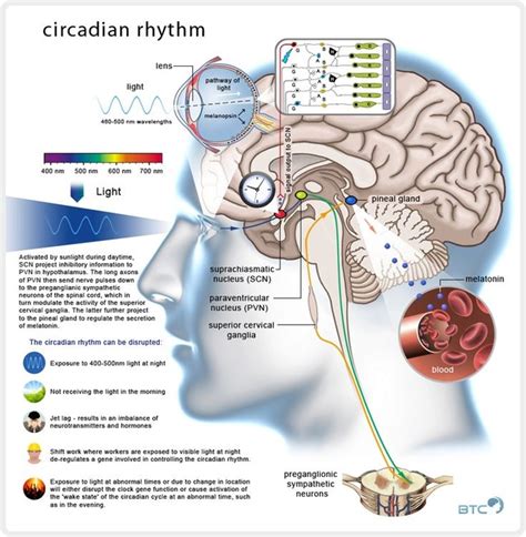 The Seven Day Circadian Rhythms Natures Intricate Clockwork