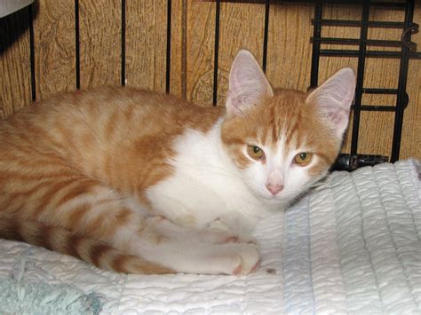 Yaholo Red Tabby Wwhite Male Adopted Cat And Kitten
