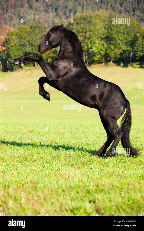 Friesian Horse On Hind Legs Meadow Forest Austria Stock Photo Alamy