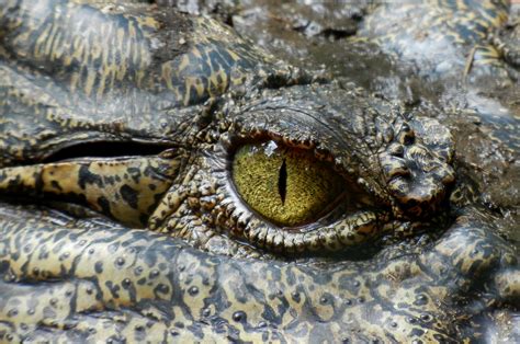 图片素材 性质 野生动物 爬虫 鬣蜥 动物群 特写 澳大利亚 眼 脊椎动物 蛇 宏观摄影 Amid 海洋生物学