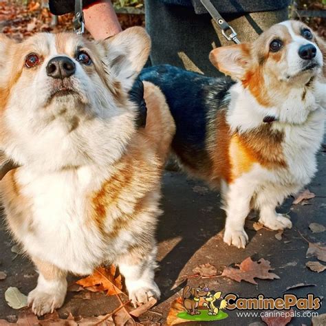 Everything You Need To Know About Fluffy Furballs Aka Corgis Canine