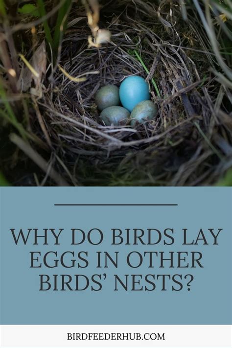 A Bird Nest With Eggs In It And The Words Why Do Birds Lay Eggs In