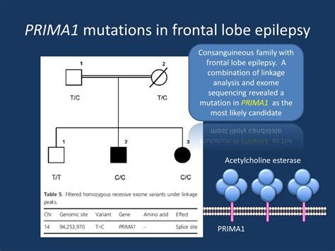 Prima1 Mutations In Recessive Frontal Lobe Epilepsy Beyond The Ion