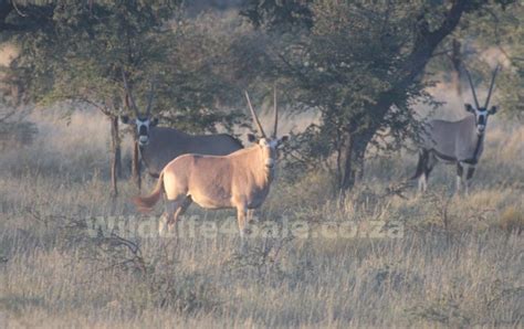 Goue Gemsbokke Te Koop Golden Oryx For Sale Wildlife South Africa