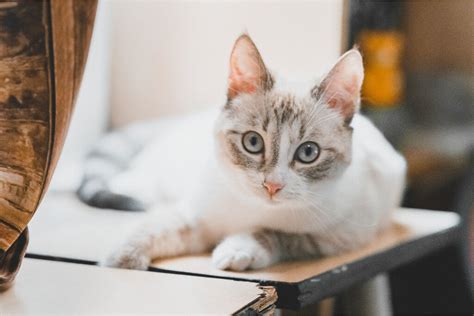 Lynx Point Siamese Cat Breed Overview Care Guide And More