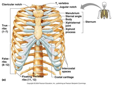 An inhalation is accomplished when the muscular diaphragm, at the floor of the thoracic cavity, contracts and flattens, while the contraction of intercostal muscles lift the rib cage up and out. Pin on skeleton