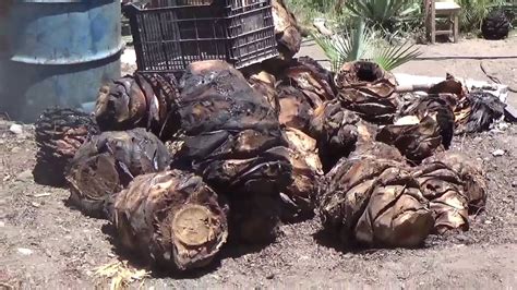 Puebla fc vs atlético san luispredictions & head to head. Mezcal de San Luis Atolotitlan Caltepec, Puebla. - YouTube