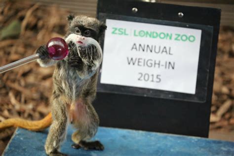 Cute Animals And Comms London Zoo Annual Weigh In Breeds Pr