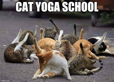 Cat Yoga Imgflip