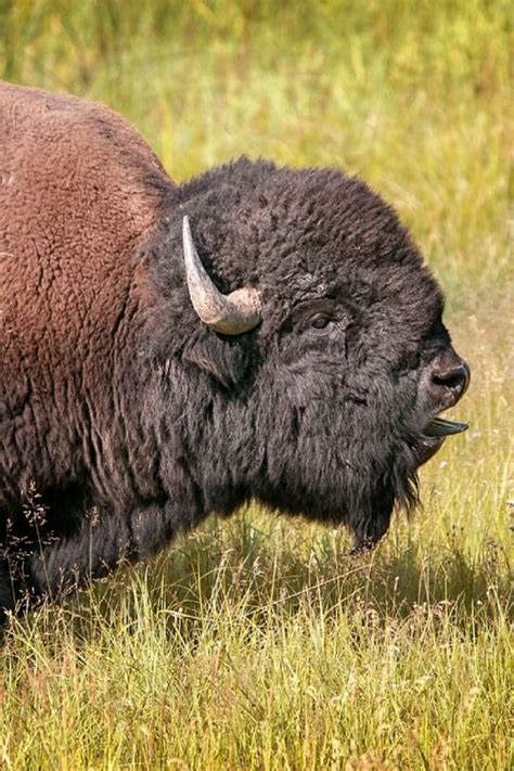 From Past To Present American Bison Bison Buffalo Animal