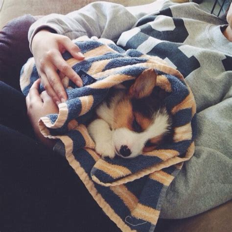 5 Reasons Why Corgi Puppies Are The Best And 25 Pictures That Prove