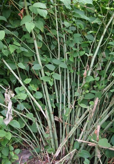10 Plants That Look Like Lucky Bamboo Balcony Garden Web