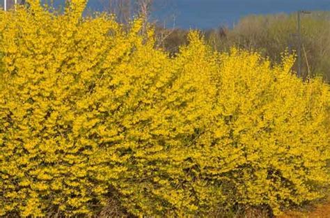 Found mainly in the rocky mountains and. Top 10 Flowering Shrubs | Flowering Bushes - Birds & Blooms
