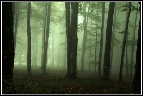 Pin On Foggy Forest