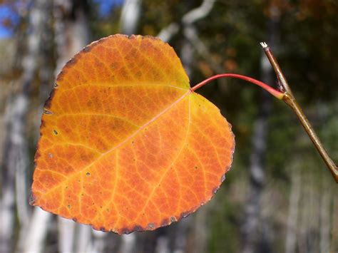 Aspen Leaf Aspen Leaf Plant Leaves Fall Colors