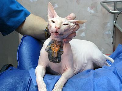 tattooing cats poc