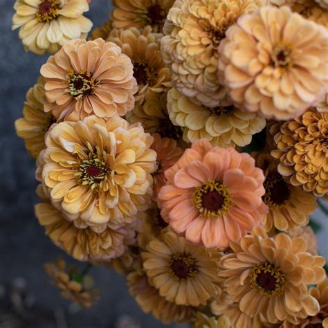 Check spelling or type a new query. Zinnia Golden Hour | Zinnias, Flower farm, Zinnia elegans