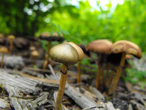 Where Do Psychedelic Mushrooms Grow Wsmbmp