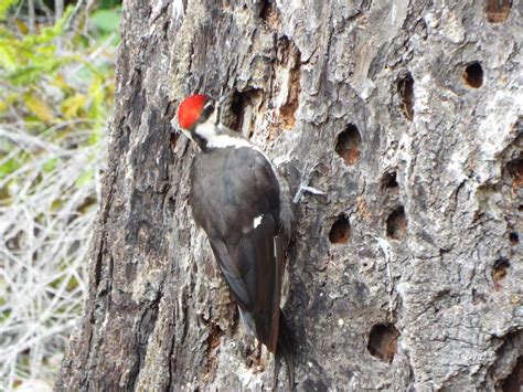 Biggest Woodpecker On The Mendonoma Coast Mendonoma Sightings