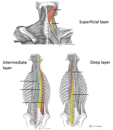 The Intrinsic Back Muscles Attachments Actions