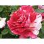 Rose FlowersJPG  Wikimedia Commons