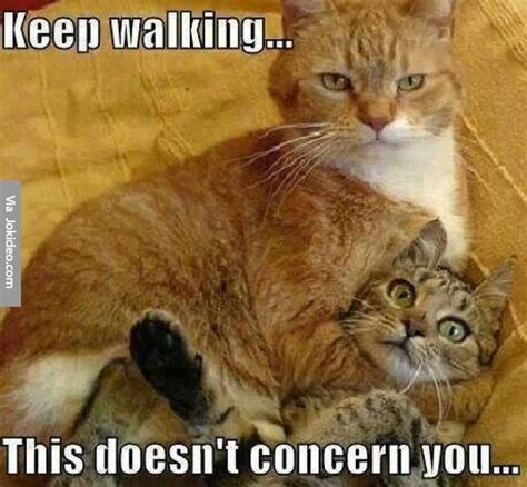 Take The Marvelous Dirty Cat Memes Funny Hilarious Pets Pictures