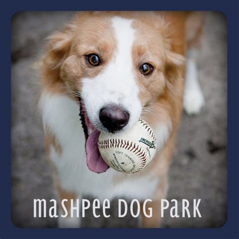 Have You Brought Your Dog To The Mashpee Dog Park On Cape Cod Dog