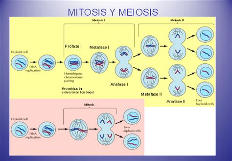 Ciclo Celular Mitosis Y Meiosis Images