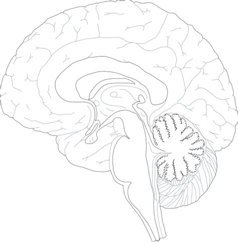 Sagittal Brain Clip Art At Vector Clip Art Online Royalty