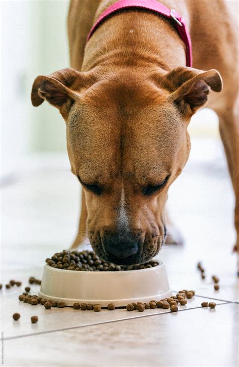 Large Dog Eating Bowl Of Food Del Colaborador De Stocksy Sean Locke